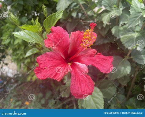 Amazing red color flower stock image. Image of garden - 255049027