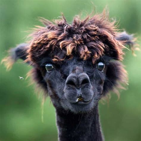 20 Animals Having A Bad Hair Day - Page 2 of 5