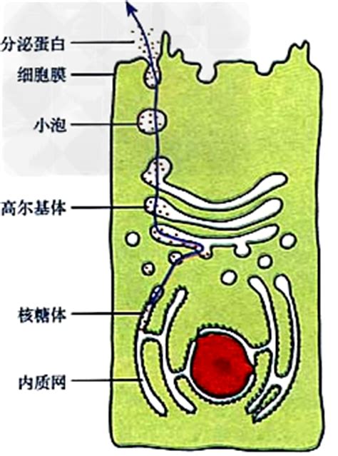 ①真核细胞的结构要比原核细胞复杂得多，不仅细胞核有核膜包围，而且还形成了许多以膜为基础的具有特定功能的结构