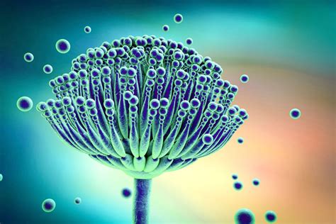 Understanding Ochratoxins and Ochratoxin A: The Mold Connection | Indoor Doctor | The Connection ...