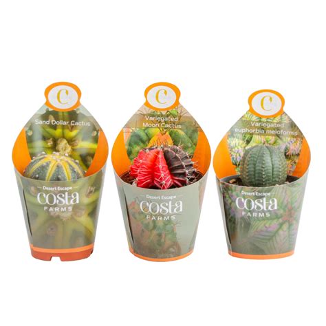 Costa Farms 3" Grower's Choice Cactus Live Plants in 2.5" Grower Pot, 3 ...