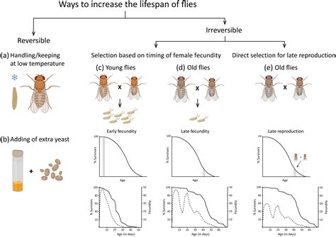 Genetic, Environmental, and Stochastic Components of Lifespan ...