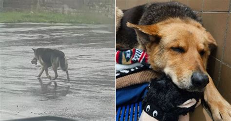 German Shepherd Found With Stuffed Animal In Rain