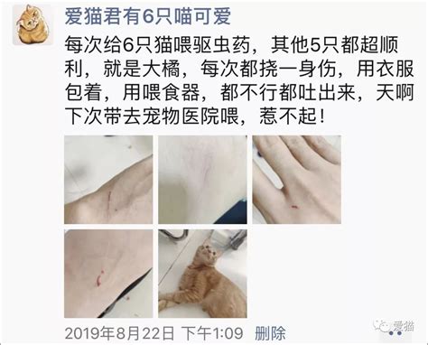 1岁男孩被小猫抓伤，半个月来反复发烧，医生：这是感染了“猫抓病”_手机新浪网