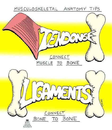 #comparison_of_tendons_vs_ligaments #anatomy #health #fitness… | Dr ...
