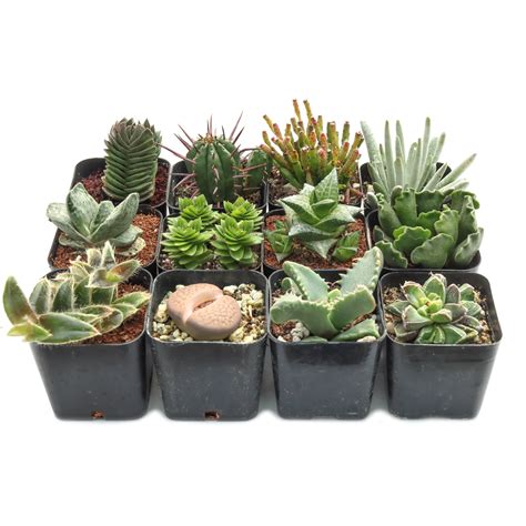 Rare & Unique Succulents for Sale | Mountain Crest Gardens®