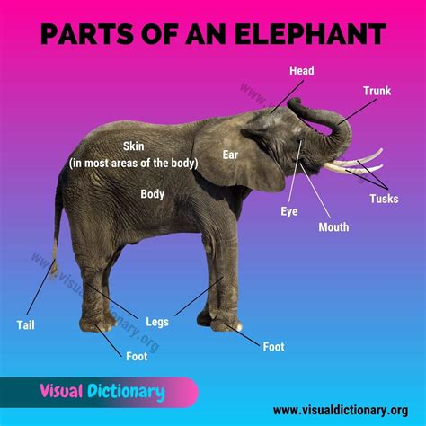 Elephant Parts: Great List of 12 Parts of an Elephant - Visual Dictionary