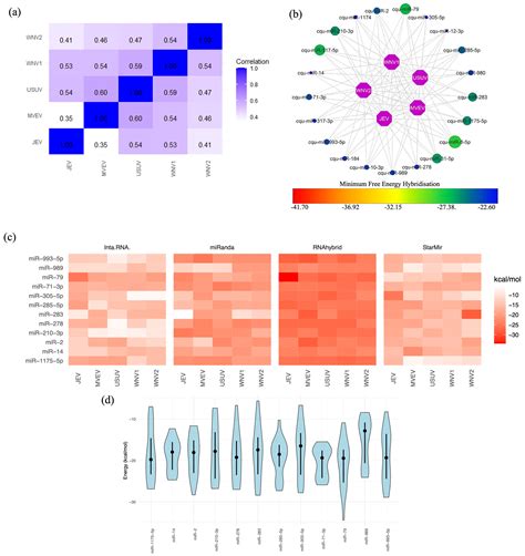 Computational Screening to Predict MicroRNA Targets in the Flavivirus 3 ...
