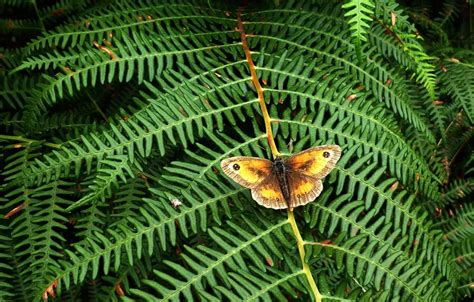 Wallpaper microsemi, butterfly, wings, insect, beautiful, closeup for ...