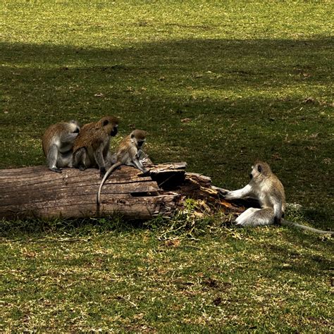 LAKE NAIVASHA SOPA RESORT - Lodge Reviews, Photos, Rate Comparison ...