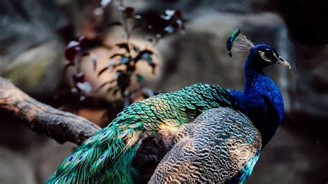 Beautiful Peacock Bird Feathers Branch Blur Wallpaper Background 4K HD ...