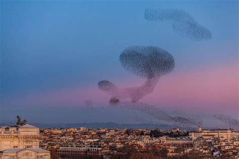 A Closer Look at the Kestrels, Hedgehogs and Other Wild Animals That Inhabit Rome