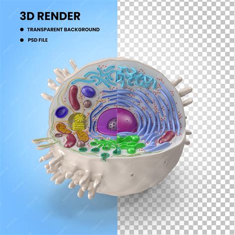 Animal Cell 3d