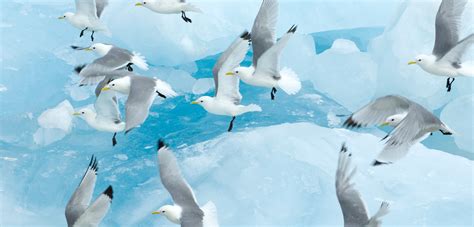 Arctic Birds