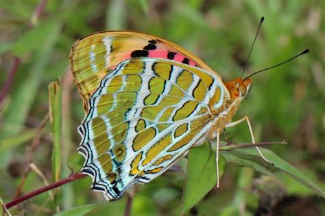 Argynnis childreni childreni | Butterfly