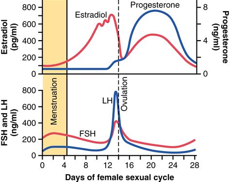 Female Physiology Before Pregnancy and Female Hormones - Clinical Tree