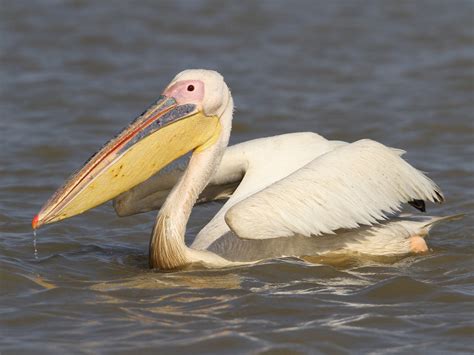 Great White Pelican (Rosy Pelican) - eBird