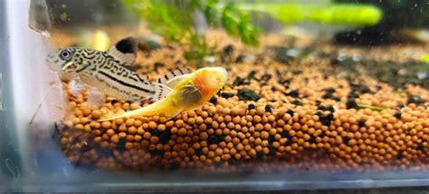 Bristlenose Pleco - Albino Big 2.5" – Splashy Fin Aquarium Bengaluru