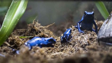 Zoo Boasts Success Breeding Rare Blue Poison Dart Frogs After Stopping ...