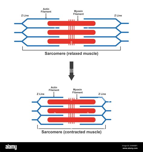 Image result for Muscle Contraction Functional Task