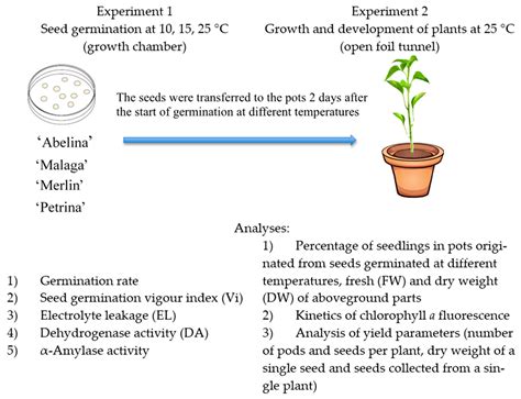 Germination Of A Plant