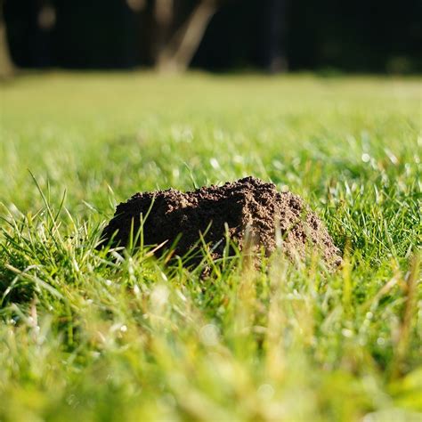 Grass Seed for Repair - Repair and Reseed - Lawn UK