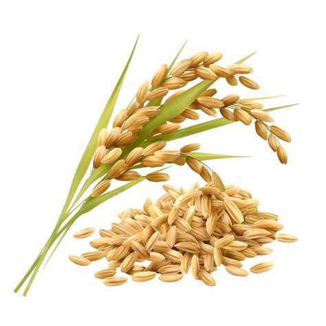 Rice Seed Vector Picture, Rice, Food, Hand Painted Rice PNG Transparent ...