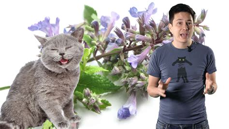 Why do cats love catnip? Science with Sam explains | New Scientist