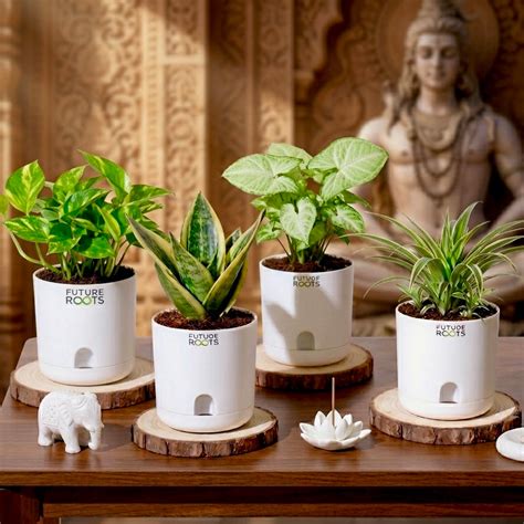 Pious 4 plants combo- Limited Temple Edition – Future Roots Agro ...