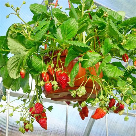 Growing Strawberries Article Archives – Strawberry Plants