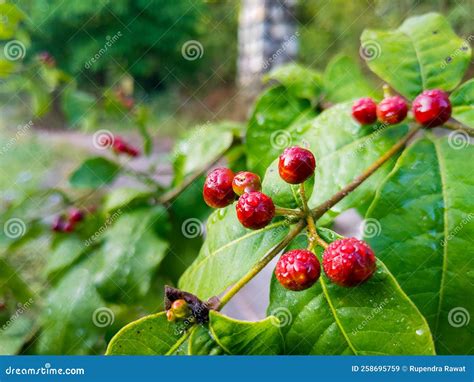 Rauvolfia Tetraphylla Is A Plant In The Family Apocynaceae, Growing As A Bush Or Small Tree ... - family of rauwolfia