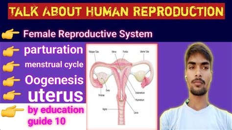 Image result for How Humans Reproduce