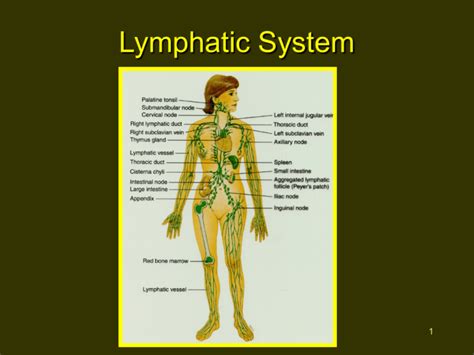 Lymphatic System Overview 的图像结果