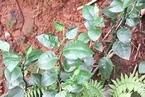 Indiana Devil's backbone Japanese poinsettia Kala manika Slipper spurge ...