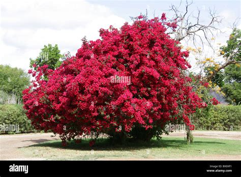 Image result for Pretty JSON HTML