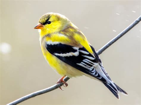 American Goldfinch Winter