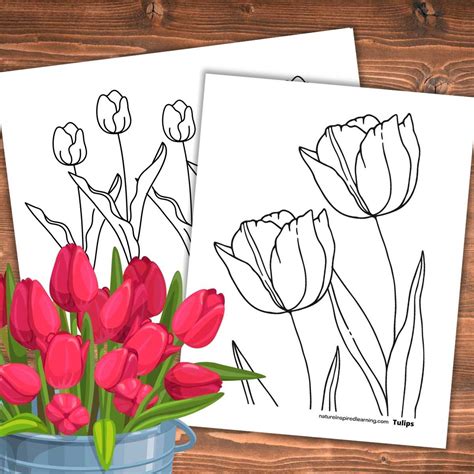 Free Printable Tulip Coloring Pages