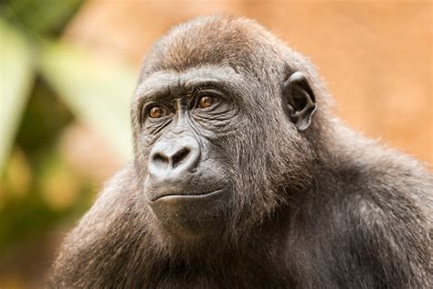 Gorilla With Down Syndrome