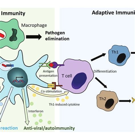 Image result for Two Types of Adaptive Immunity