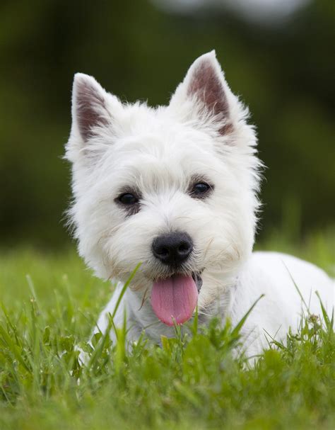 White Dog Breeds - Discover The Pups As Pale As Snow!