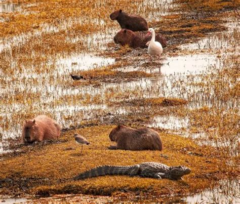 Kapivar - Fakta, føde, habitat og billeder på Animalia.bio