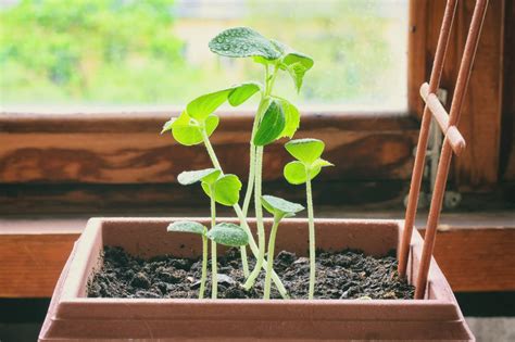 Propagate Cucumbers From Seed: It's Best To Start Them Between February ...