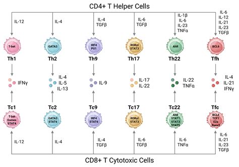 Cytotoxic T Cell Markers | Antibodies.com