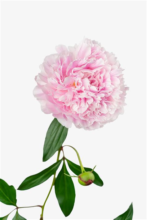 Sarah Bernhardt Peony For Sale Online | The Tree Center