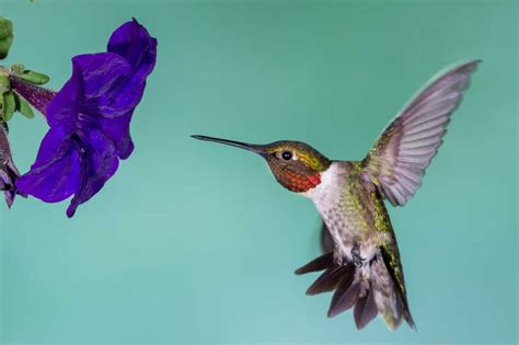 蜂鸟图片-飞行蜂鸟特写素材-高清图片-摄影照片-寻图免费打包下载