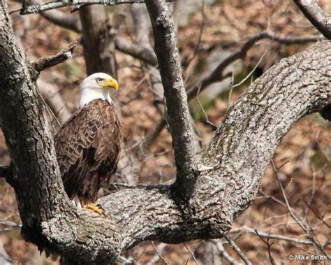 Romney Photos - Featured Images of Romney, WV - Tripadvisor