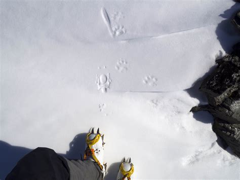 Gear reviews | Dynafit Hoji Limited Edition ski touring boot | PowderGuide