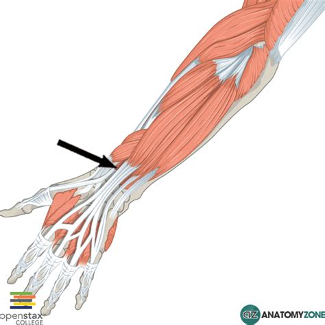 Extensor Pollicis Longus 的图像结果