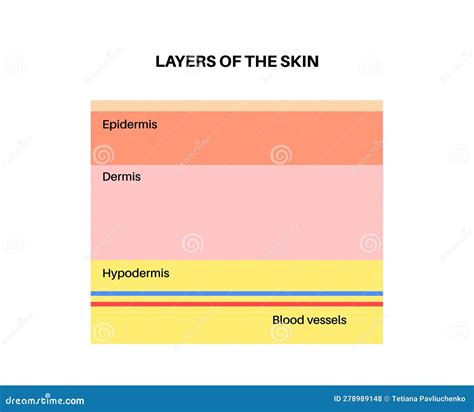 Human skin layers stock vector. Illustration of collagen - 278989148