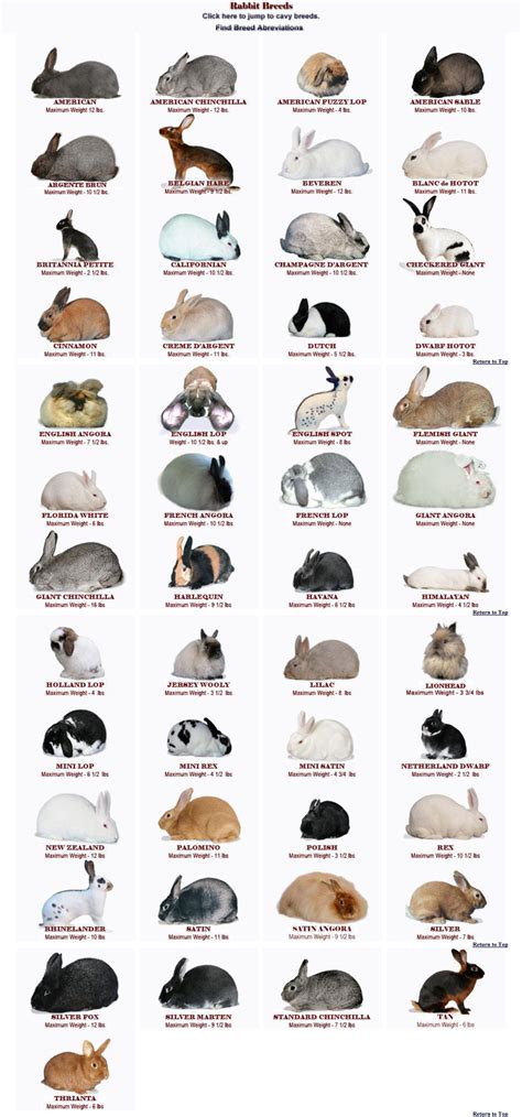 Rabbit Breeds
